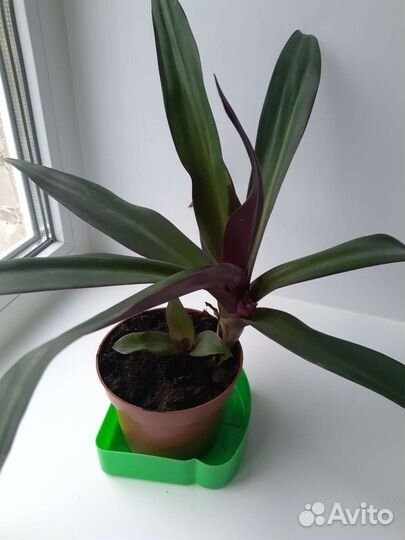 Комнатные цветы