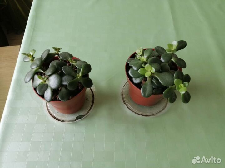 Крассула толстянка