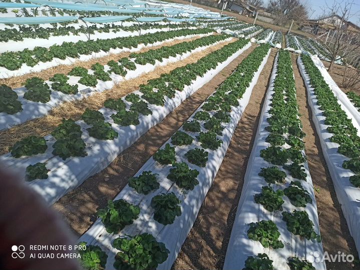 Продам рассаду клубники и ежевики