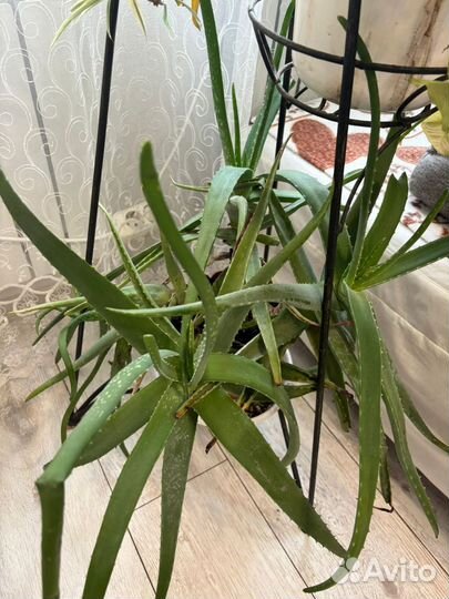 Комнатные цветы