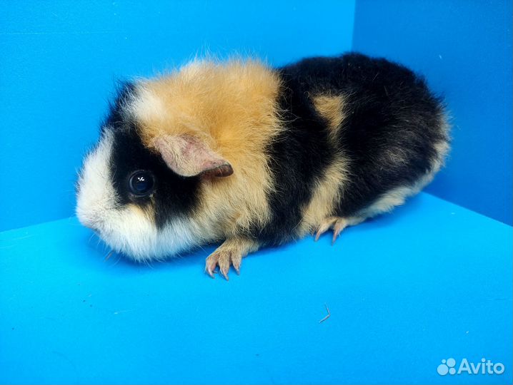 Морские свинки Разные из Питомника