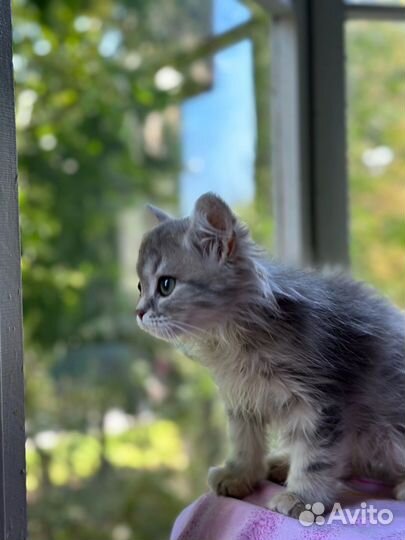 Котеночек ищет семью