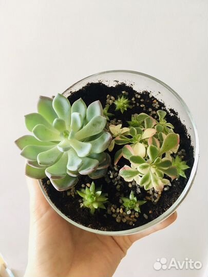 Флорариум с суккулентами
