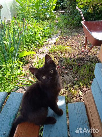 Кошки бесплатно