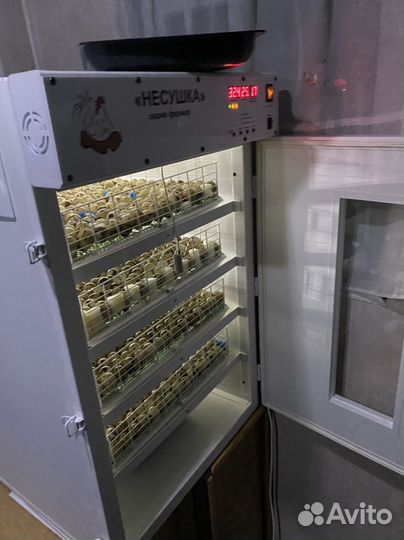 Перепела суточные