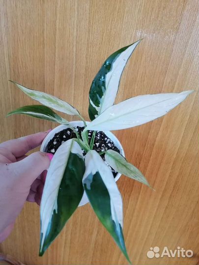 Спатифиллум нью ван