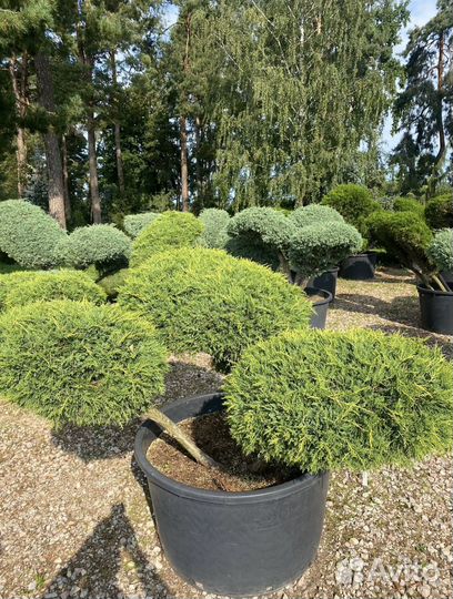 Бонсай можжевельник