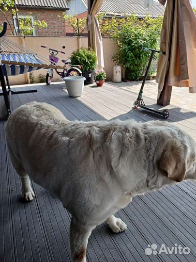 Стрижка собак и кошек