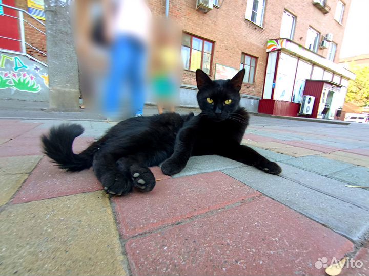 Найден кот