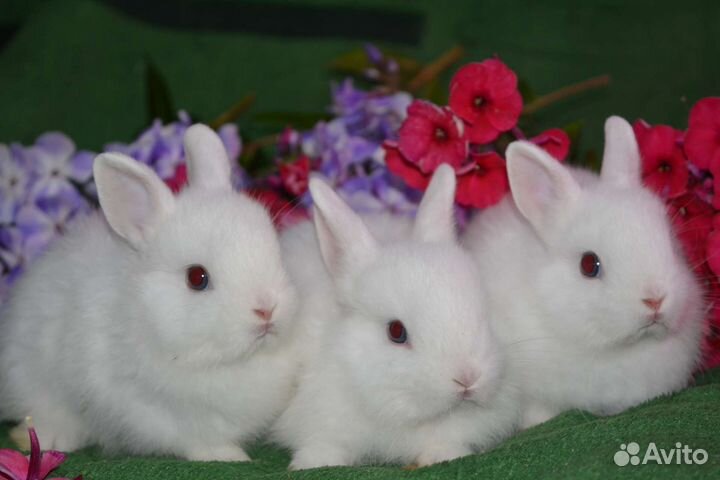 Гермелены мини