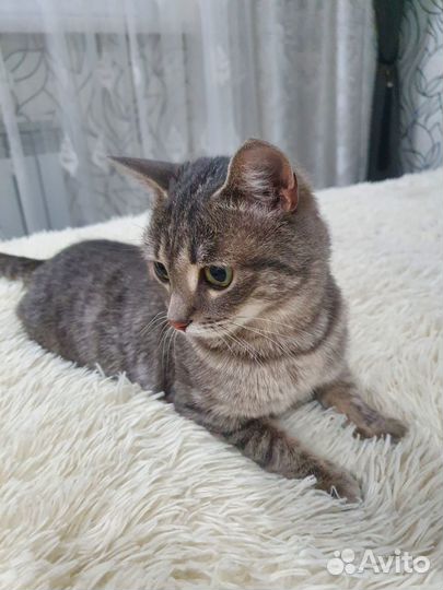 Отдам в добрые руки