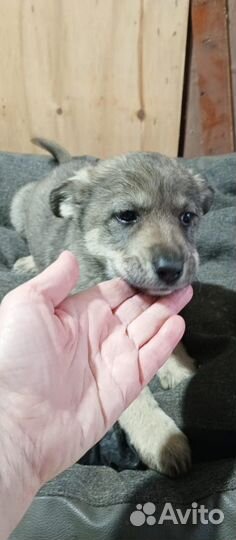 Отдам щенка в добрые руки