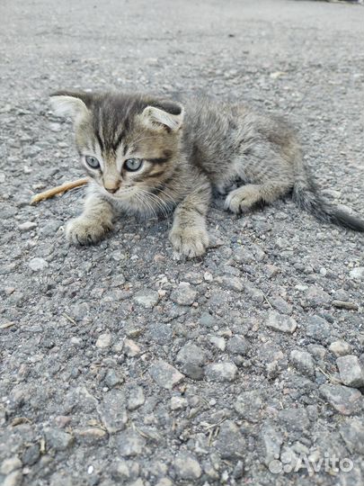 Кошки в добрые руки бесплатно