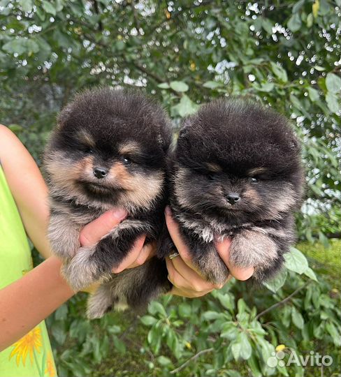 Шикарные черно-подпалые малыши