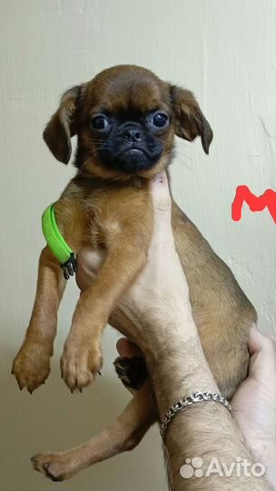 Пти-Брабансончики