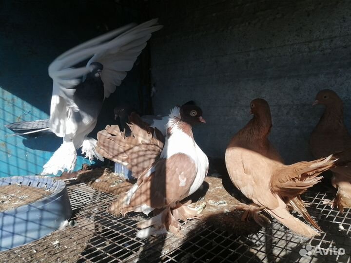 Статные голуби, кинги