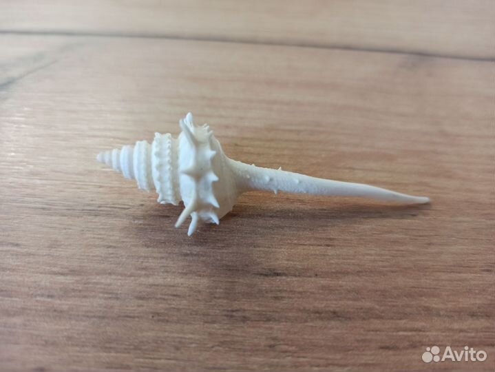 Морская раковина