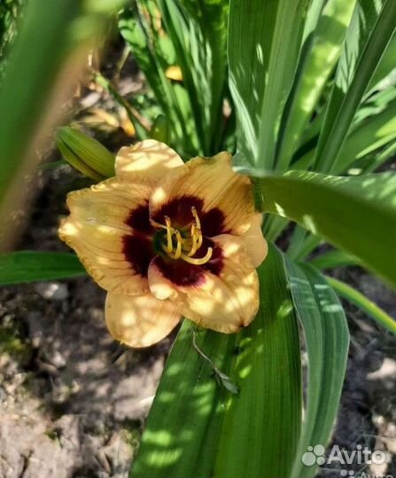 Цветы неприхотливые