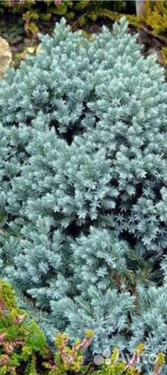 Можжевельник чешуйчатый виргинский прибрежный