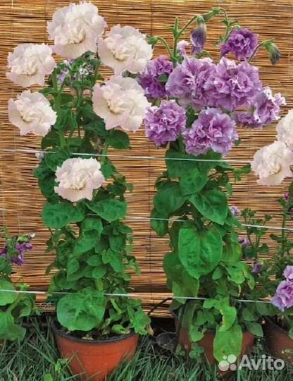 Петуния тумберлины Диана.Пресцылла и Алегра