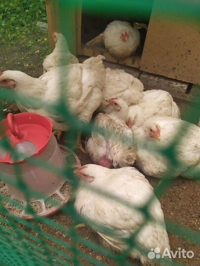 Мясо цыплят бройлер