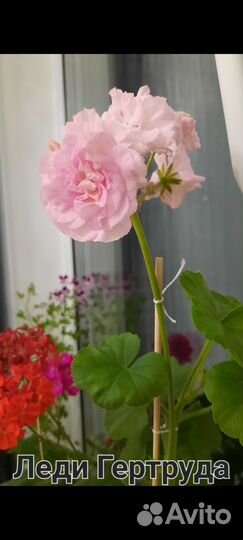 Комнатные цветы