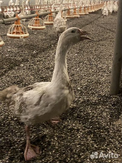 Гуси Линда птицеферма якты-кен