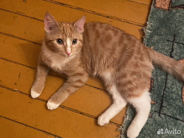 Кошка в дар бесплатно