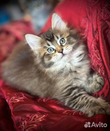 Котята мейнкуна