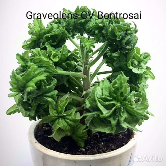 Пеларгония (герань ) сортовая