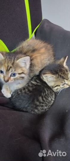 Кошки в добрые руки