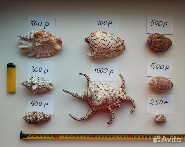 Морские раковины коллекционные