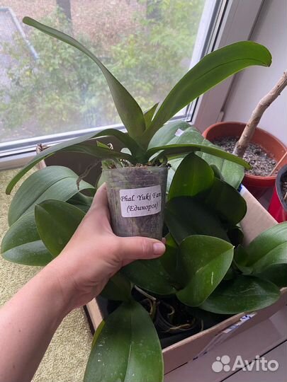 Орхидея фаленопсис биг лип Единорог