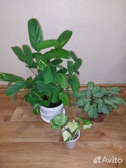 Калатея,ктенанты, филы и тд