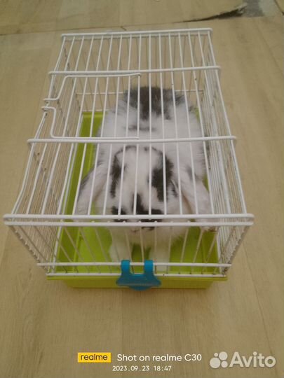 Декоративные кролики вислоухие