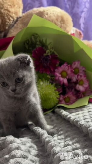 Шотландские котята