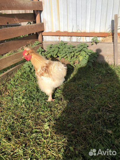 Молодые петухи