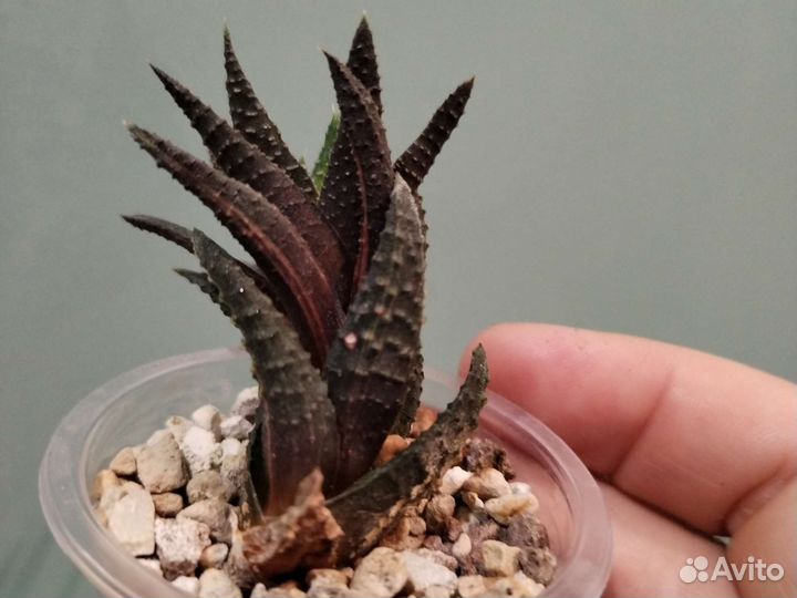 Суккуленты микс