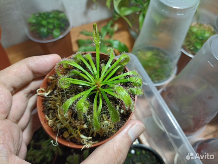 Росянка Геркулес/Drosera x Hercules
