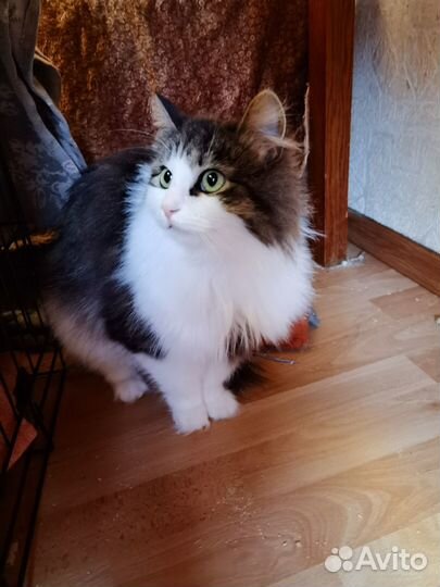 Пушистая кошка в добрые руки