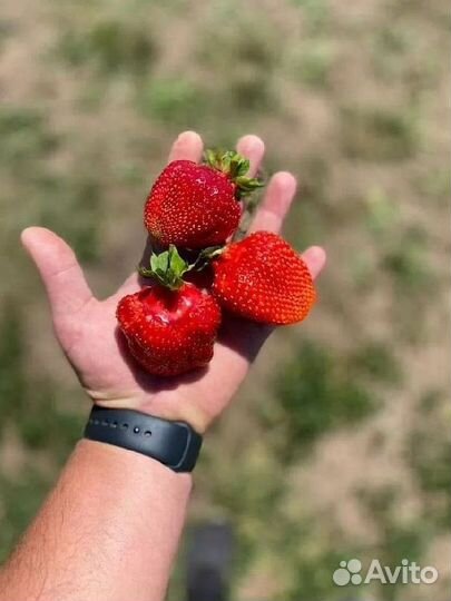 Рассада садовой клубники