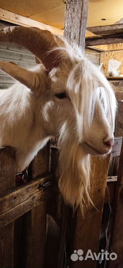 Вязка козёл заааненский