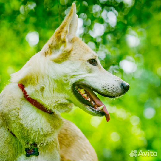 Собака в добрые руки. Ласточка