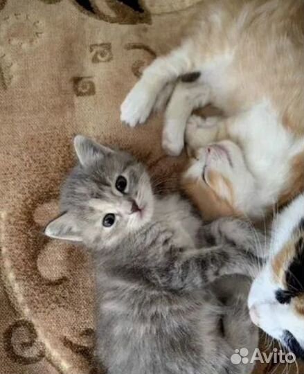 Отдам котят в добрые руки