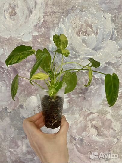 Филодендрон бурле макс вариегатный