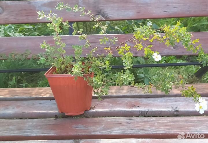 Лапчатка белая