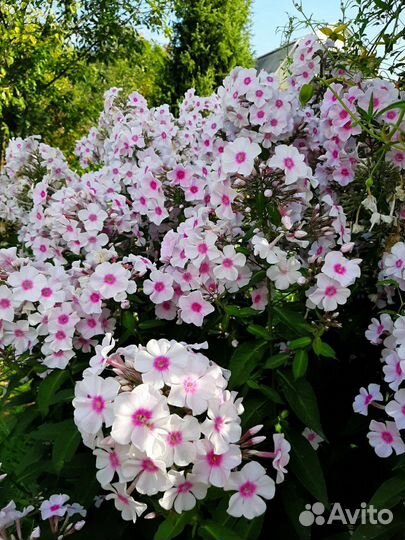 Флоксы сортовые