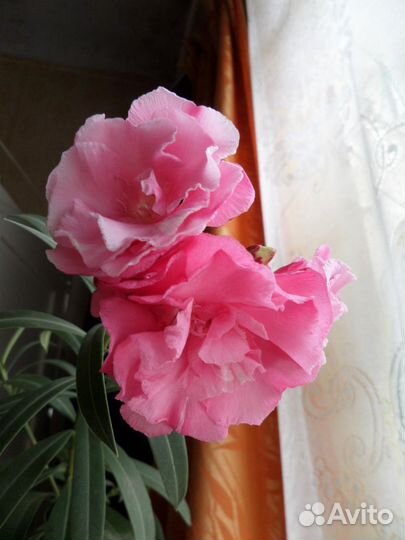 Олеандр розовый