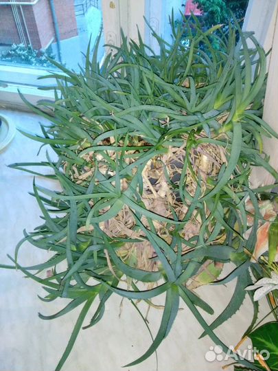 Дикоративные растения