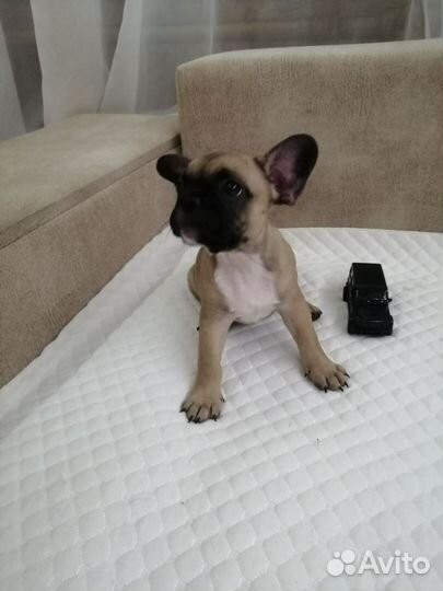 Собаки щенки французского бульдога